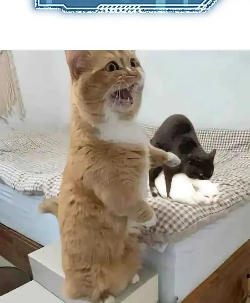 Bao Jin Wo De Xiao Majia Chapter 242 Gambar 37