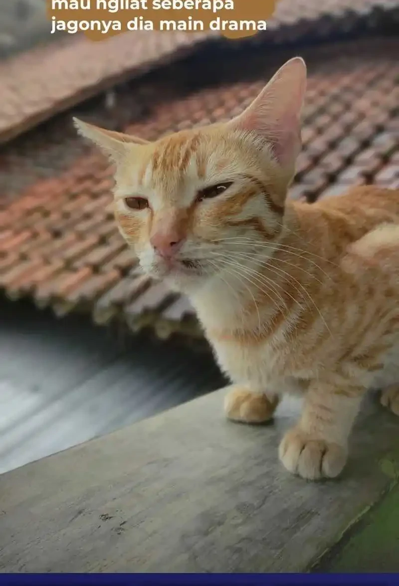 Bao Jin Wo De Xiao Majia Chapter 309 Gambar 41