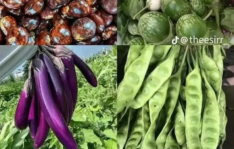 Bao Jin Wo De Xiao Majia Chapter 336 Gambar 36