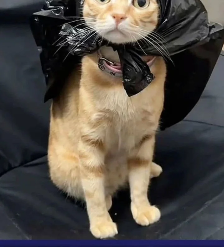 Cosmic Heavenly Demon 3077 Chapter 71 Gambar 94