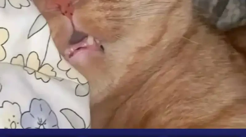 My Wife Is From a Thousand Years Ago Chapter 431 Gambar 45