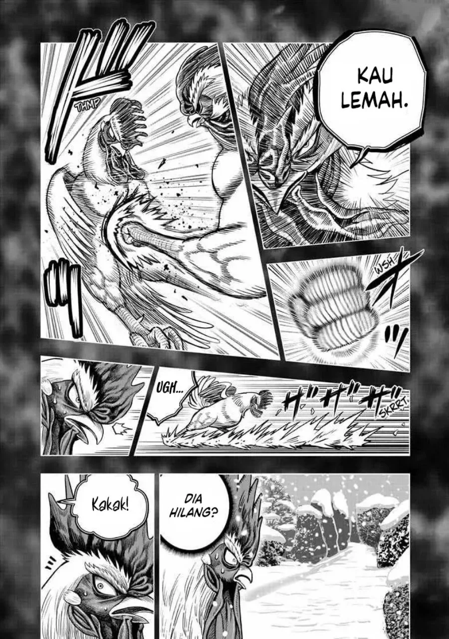 Rooster Fighter Chapter 56 Gambar 21