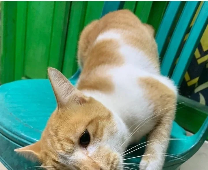 star ginseng store chapter 216 - Page 72