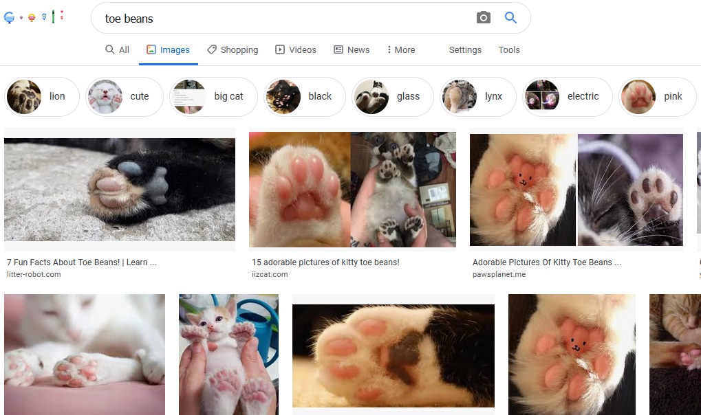 Cats Own the World Chapter 8 Gambar 8