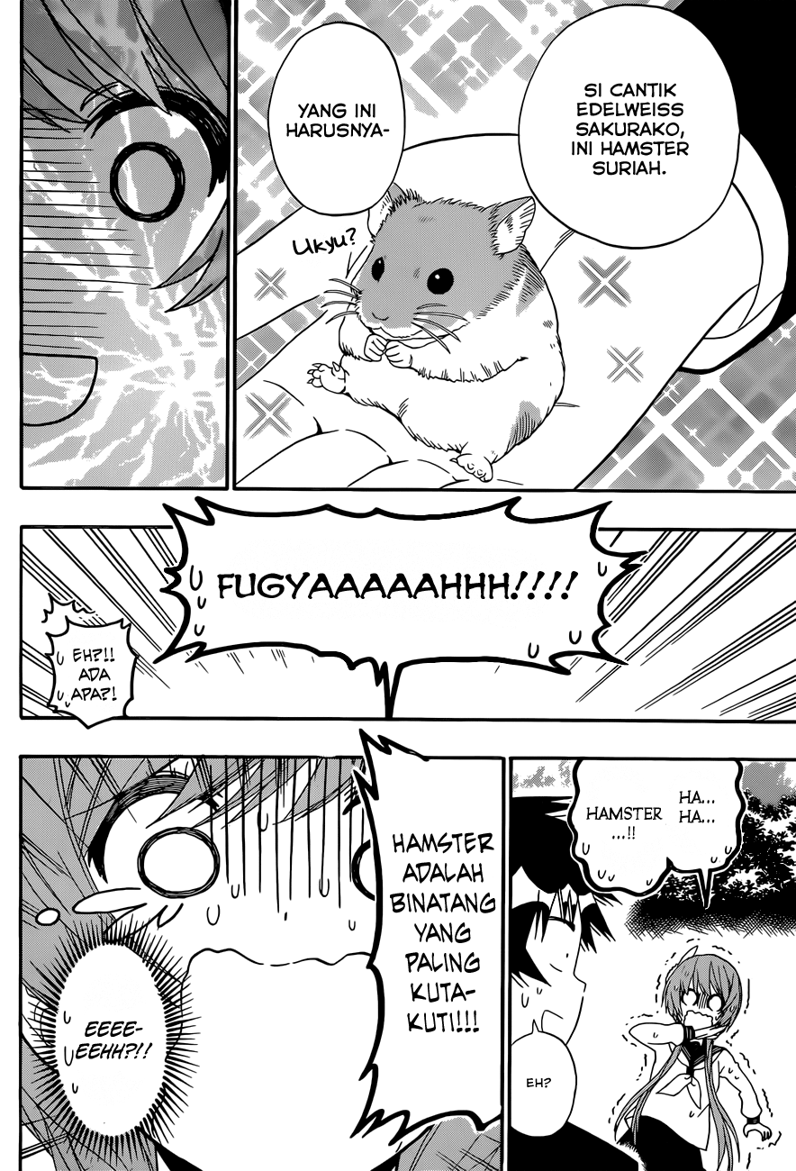 Nisekoi Chapter 142 Gambar 14
