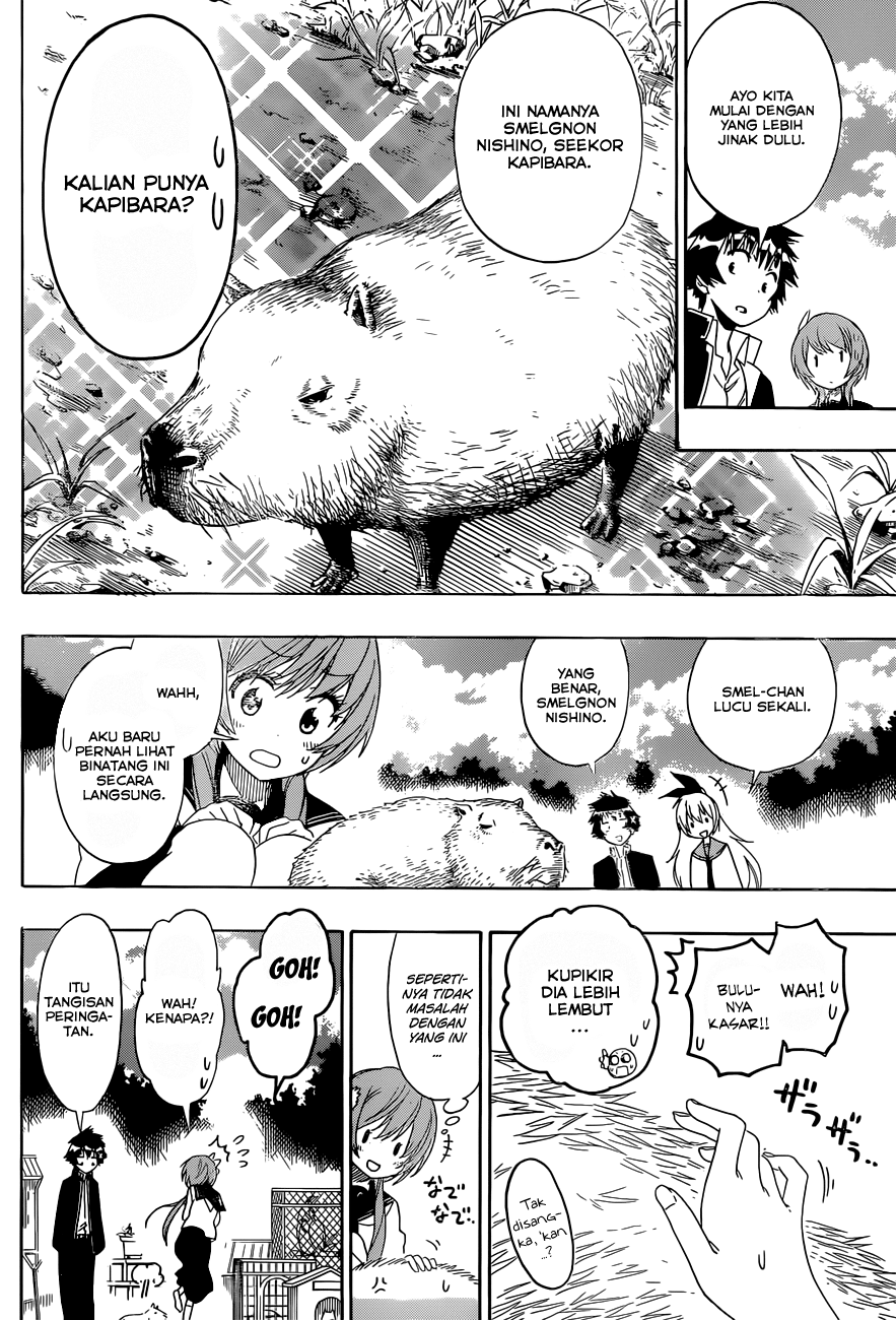 Nisekoi Chapter 142 Gambar 6